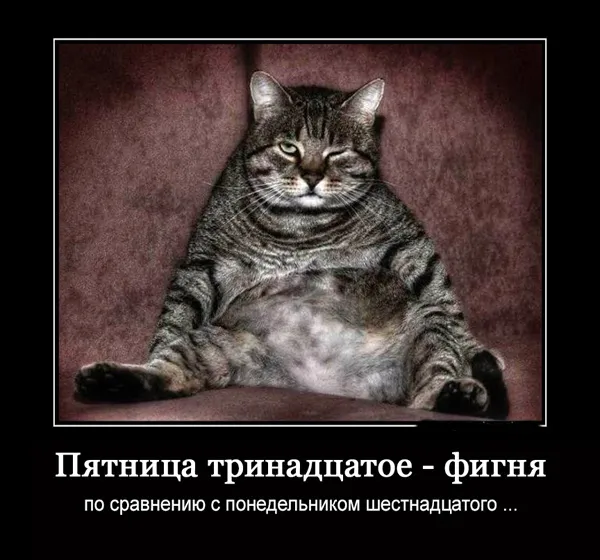 Открытка Открытки на пятницу 13 - Толстый кот, довольный взгляд - смешная открытка | Красивая открытка #134