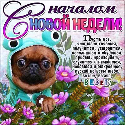 Открытка Недели - Собака в костюме на праздничной открытке | Красивая открытка #41