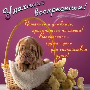 Открытка Удачного воскресенья - Щенок в плетёной корзине с тюльпанами. Открытка | Красивая открытка #30
