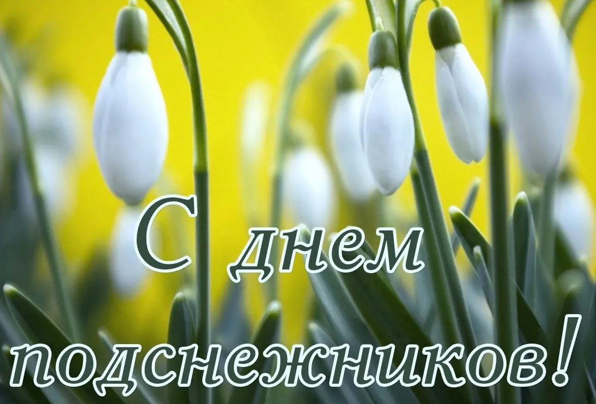 Открытка С днём подснежника - С Днём Подснежников! | Красивая открытка #57
