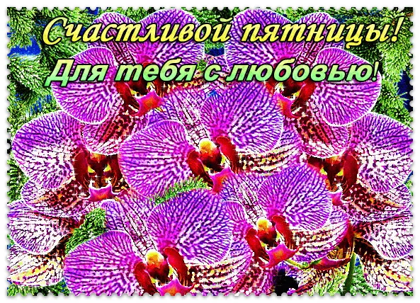 Открытка Удачной пятницы - Фиолетовые орхидеи: Красивая открытка с цветами | Красивая открытка #13