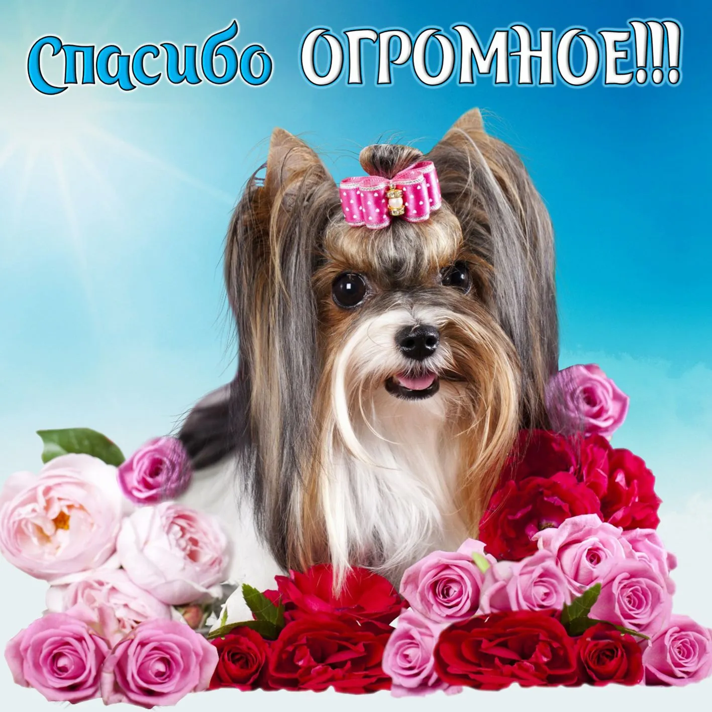 Открытка Спасибо - Собачка йоркширский терьер с цветами  открытка с любовью | Красивая открытка #108