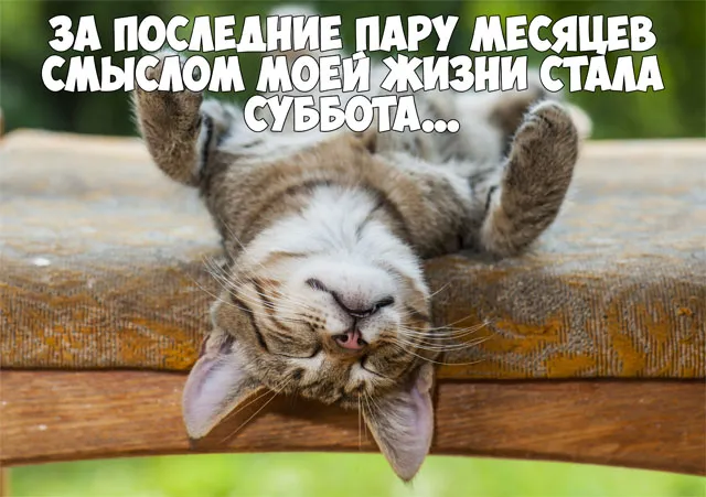 Открытка Открытки на субботу - Спящий котенок на скамейке  забавные открытки | Красивая открытка #145