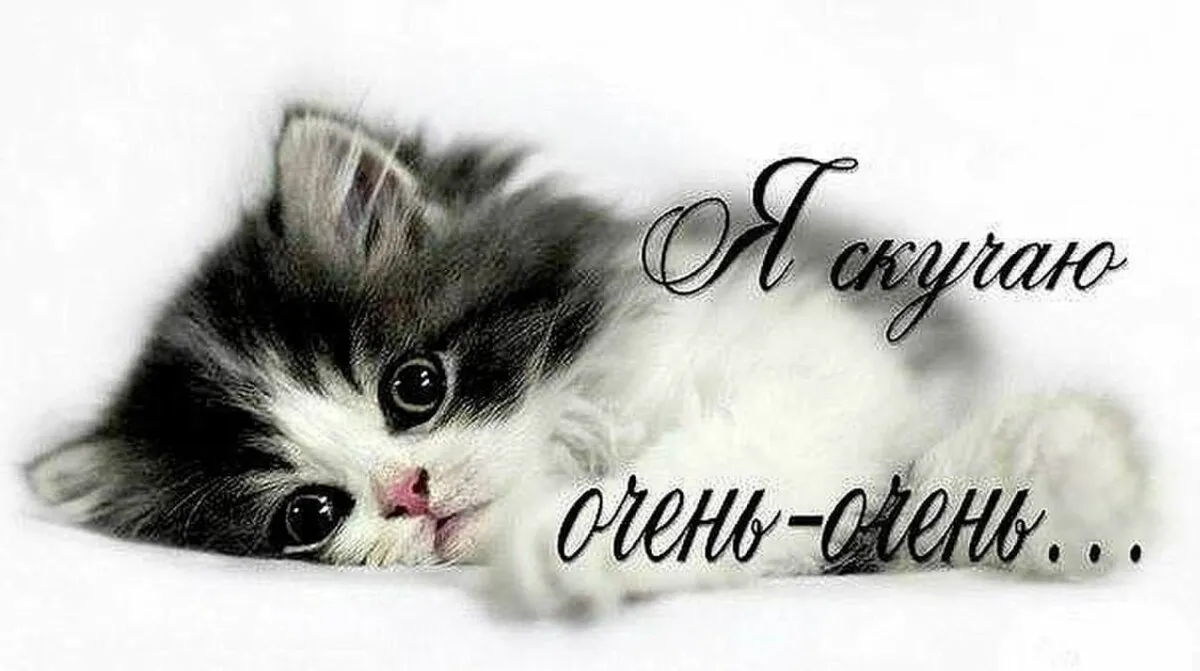 Открытка Скучаю - Милый котенок на открытке: фото, картинка | Красивая открытка #254