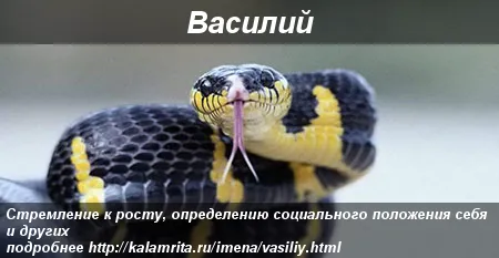 Открытка открытки с именем Василий - Змея Василиск: фото, поздравления с днем рождения | Красивая открытка #239