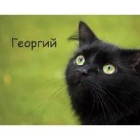 Открытка открытки с именем Георгий  - Черный кот: открытка с милым взглядом | Красивая открытка #208