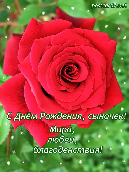Открытка С днем рождения для сына - Открытка с днем рождения: Красная роза на фоне зелени | Красивая открытка #61