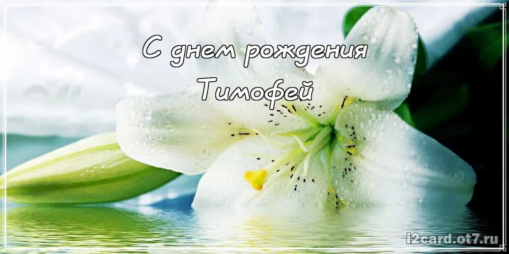 Открытка Открытки с именем Тимофей - Открытка с лилией: нежная поздравительная открытка | Красивая открытка #160