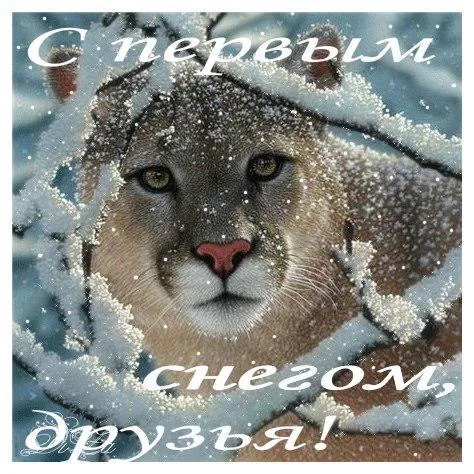 Открытка С первым снегом - Снежный рысь: праздничная открытка с животным | Красивая открытка #67
