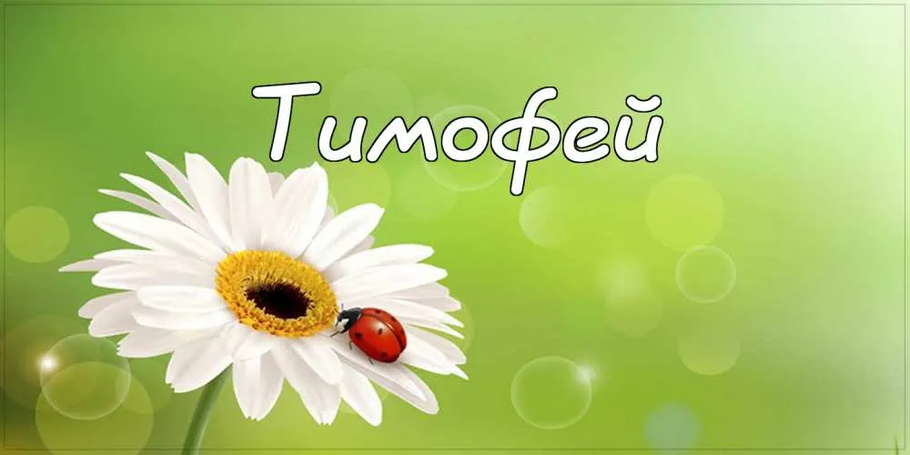 Открытка Открытки с именем Тимофей - Открытка с ромашкой и божьей коровкой | Красивая открытка #63