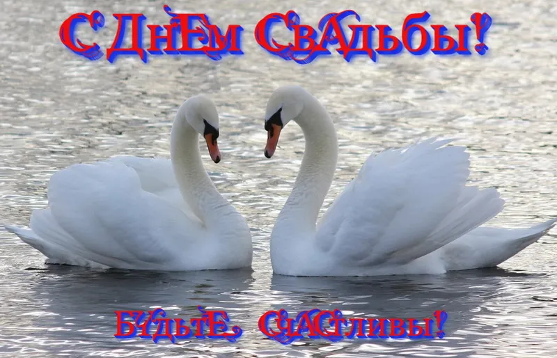 Открытка С лебедями - Два лебедя на воде: открытка с днем свадьбы | Красивая открытка #3