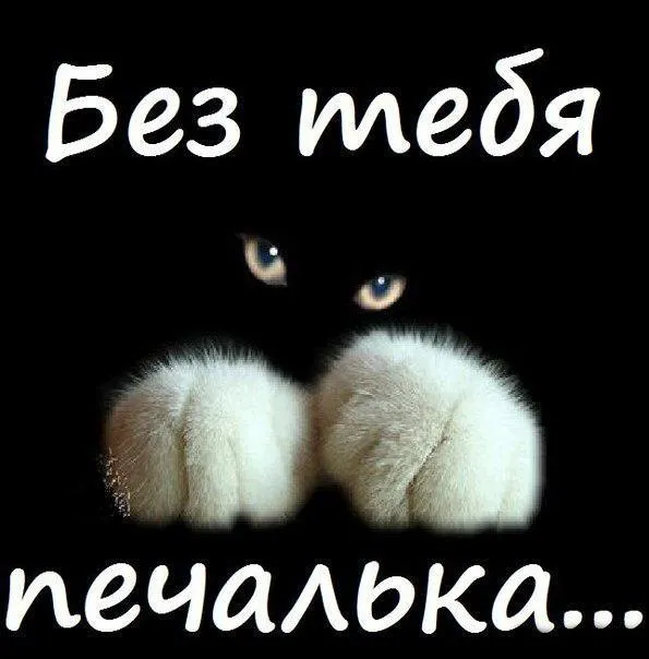 Открытка Открытки скучаю по тебе - Кошка: белые лапки, взгляд — открытка | Красивая открытка #62