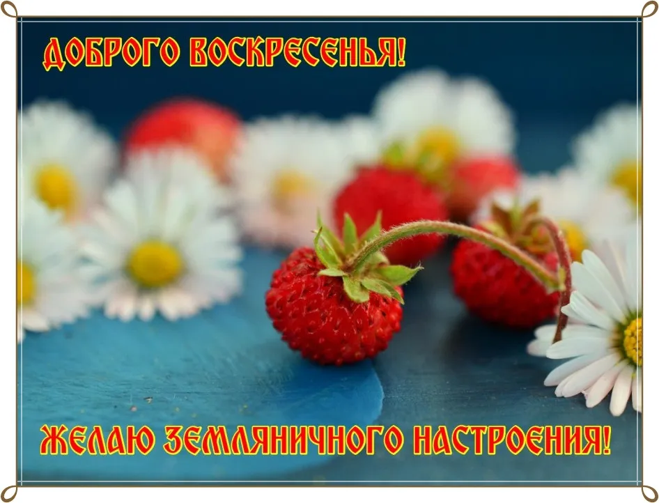 Открытка Открытки на воскресенье - Клубника и ромашки на синем фоне. Открытка | Красивая открытка #120