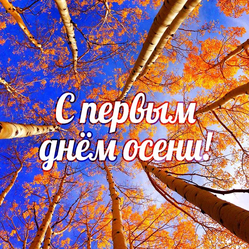Открытка С первым днём осени - Золотая осень: яркие деревья и синее небо | Красивая открытка #4