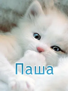 Открытка Открытки с именем Павел  - Милый котенок на открытке: фото, картинка | Красивая открытка #249