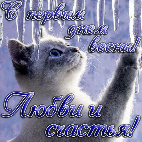 Открытка Первый день весны - Открытка с серым котенком | Красивая открытка #143