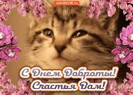 Открытка День доброты - Открытка с котенком: С Днем Доброты! | Красивая открытка #47