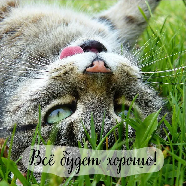 Открытка Всё будет хорошо! - Котенок на траве: милая открытка с котиком | Красивая открытка #8