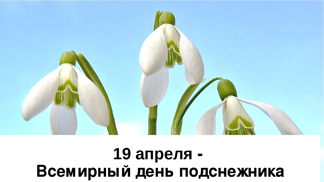 Открытка День подснежника - Подснежники: Открытка ко Дню весны | Красивая открытка #30