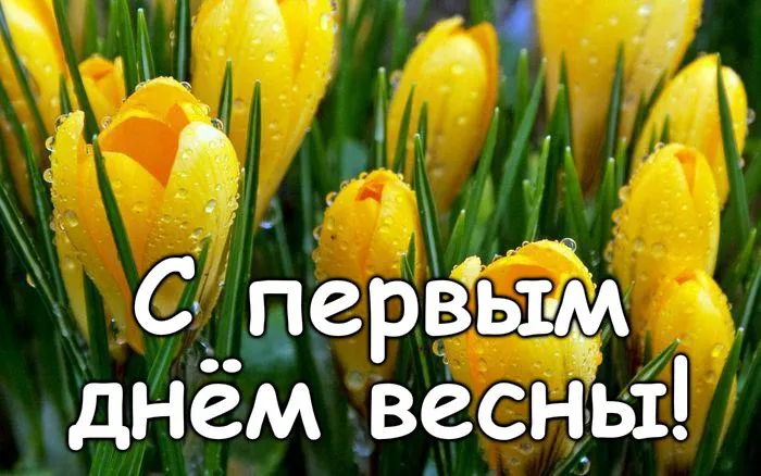 Открытка Первый день весны - Открытка: Поляна жёлтых тюльпанов. | Красивая открытка #180