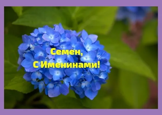 Открытка Открытки с именем Семен - Открытка с синими гортензиями: С Днем Рождения! | Красивая открытка #239