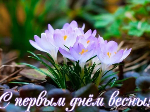 Открытка С первым днём весны - Подснежники весной: нежные цветы для открытки | Красивая открытка #6