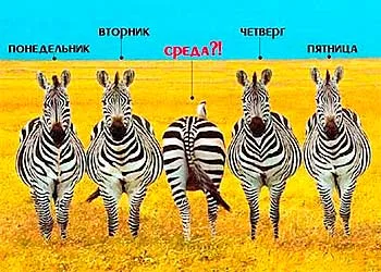 Открытка Открытки на среду - Забавная открытка: Четыре зебры и одна овца | Красивая открытка #150