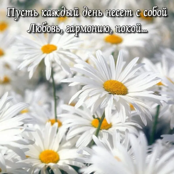 Открытка С ромашками - Поле с ромашками: нежная открытка с цветами | Красивая открытка #119