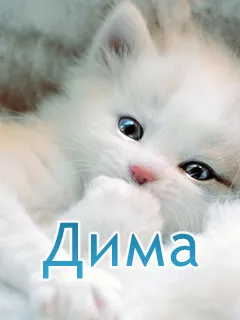 Открытка открытки с именем Дмитрий  - Милый котенок: открытка с пушистым малышом | Красивая открытка #231