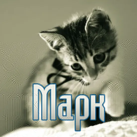 Открытка Открытки с именем Максим  - Открытка с котенком: милый взгляд, черно-белый фон | Красивая открытка #216