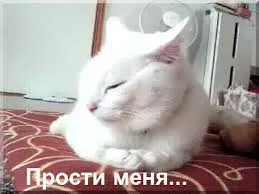 Открытка открытки с извинениями  - Белый кот лежит на кровати | Красивая открытка #122
