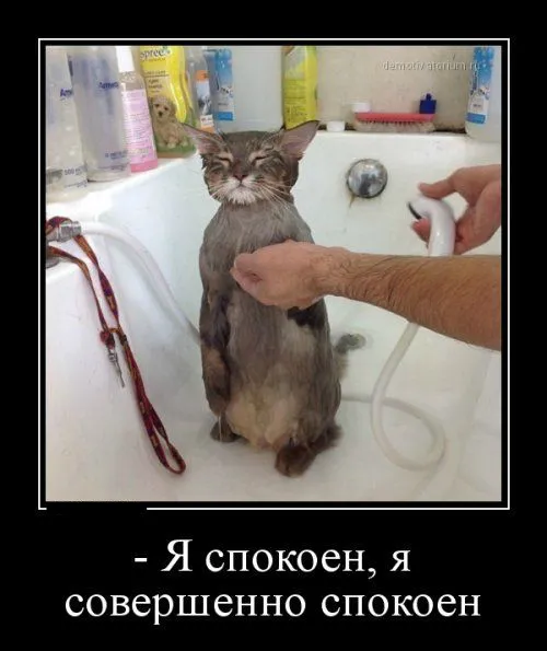 Открытка Демотиваторы - Кошка в ванной — смешная открытка | Красивая открытка #6