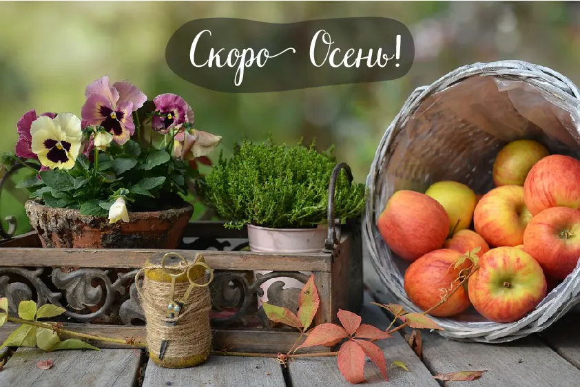 Открытка Скоро осень - Яблочная открытка: осенний урожай и цветы | Красивая открытка #22