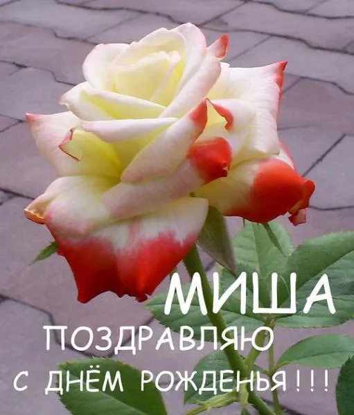 Открытка Открытки с именем Михаил  - Открытка с розой: поздравление с днем рождения | Красивая открытка #23
