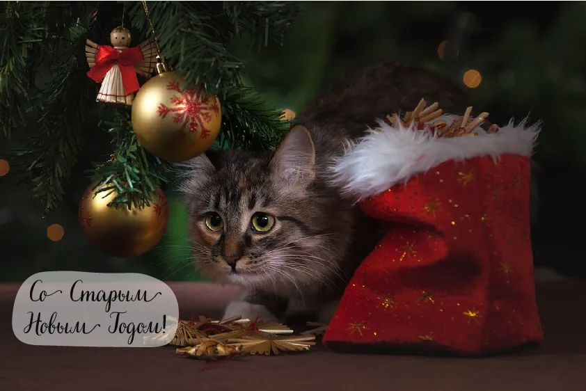 Открытка Со Старым Новым Годом - Котенок и новогодний колпак: праздничная открытка | Красивая открытка #20