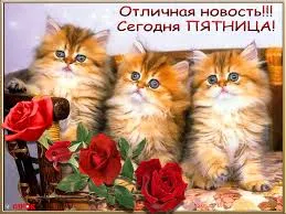 Открытка Открытки на пятницу - Открытка с котятами и розами | Красивая открытка #234