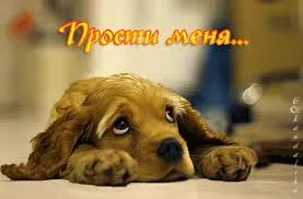 Открытка открытки с извинениями  - Грустный щенок кокер-спаниель: открытка с пёсиком | Красивая открытка #205