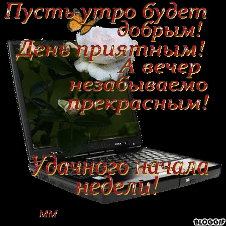 Открытка Открытки удачной недели - Открытка с котиком на ноутбуке | Красивая открытка #90