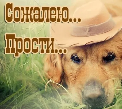 Открытка Прости - Собака в шляпе: трогательная открытка | Красивая открытка #63