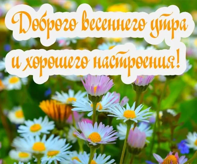 Открытка доброе весеннее утро - Полевые цветы: ромашки и фиалки на лугу | Красивая открытка #9