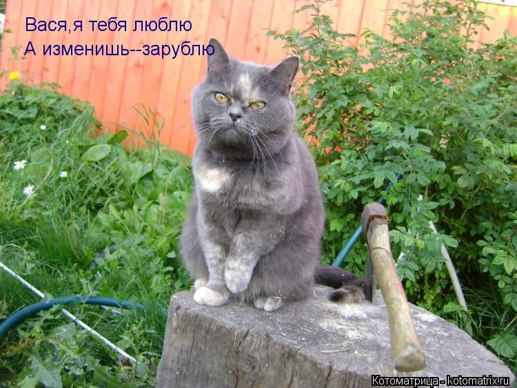 Открытка открытки с именем Василий - Серый кот на пеньке: смешная открытка с котом | Красивая открытка #45