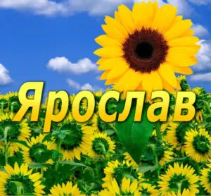 Открытка Открытки с именем Ярослав  - Подсолнухи на фоне голубого неба | Красивая открытка #64