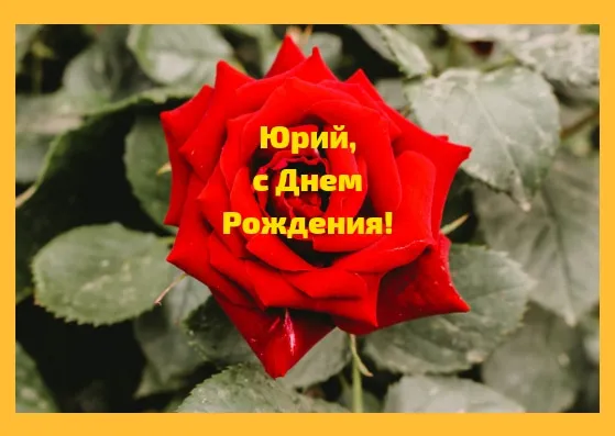 Открытка Открытки с именем Юрий - Красная роза на открытке: поздравительная открытка | Красивая открытка #147