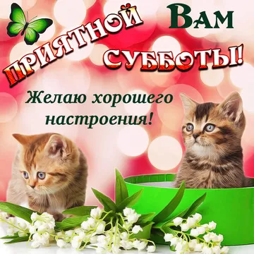 Открытка суббота - Открытка с котятами и лилиями | Красивая открытка #13