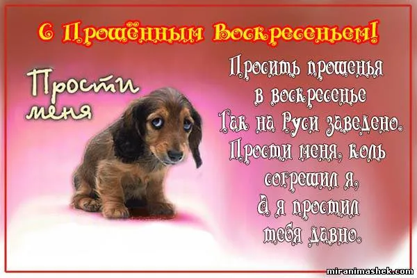 Открытка Прощённое воскресенье - Милый щенок на розовом фоне - открытка | Красивая открытка #60