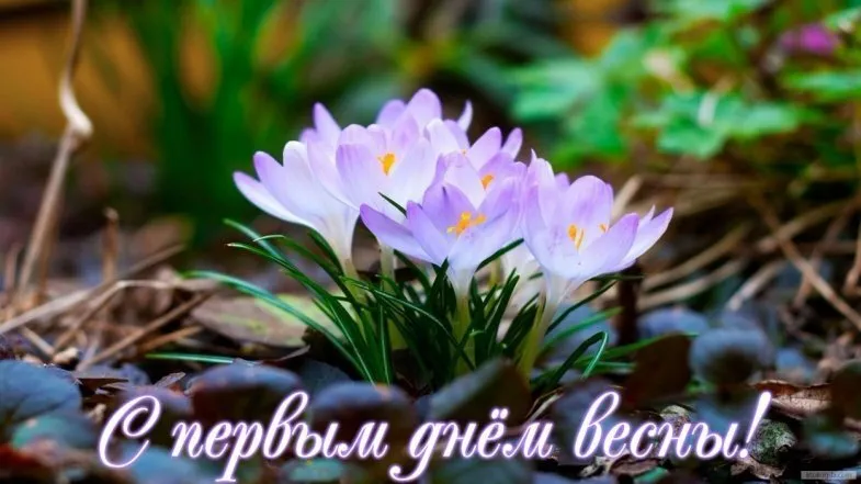 Открытка  С первым днем весны - Весенние подснежники: нежные цветы на фоне листвы | Красивая открытка #105
