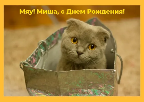 Открытка Открытки с именем Михаил  - Стильный кот в пакете: открытка с днем рождения | Красивая открытка #44