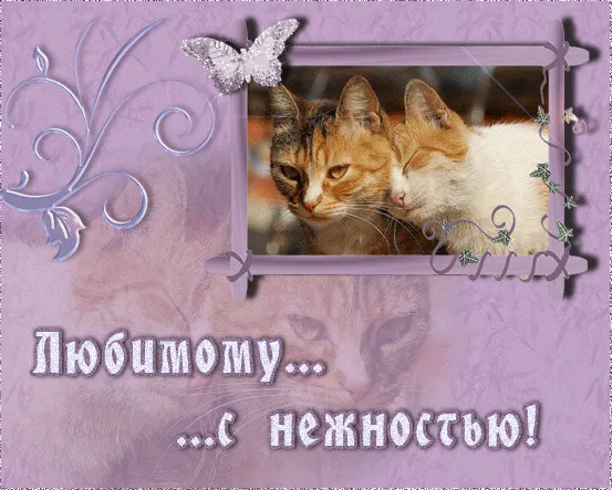 Открытка Для любимой/любимого - Нежная кошачья открытка: милые котята в рамке | Красивая открытка #14