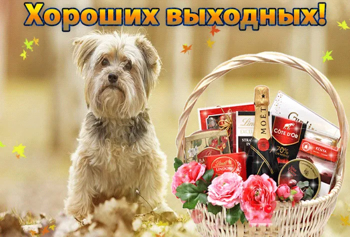 Открытка Хороших выходных - Праздничная открытка с щенком и подарками | Красивая открытка #18