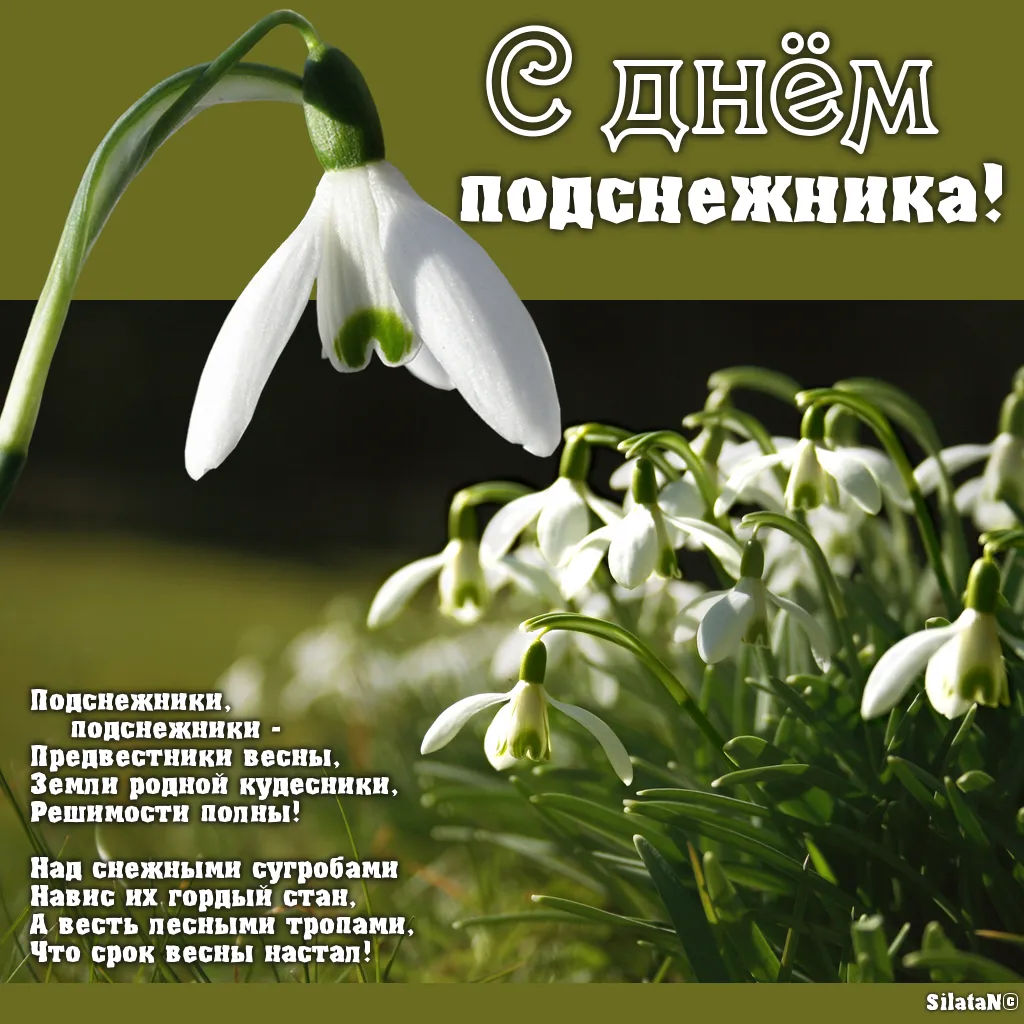 Открытка Открытки с днем подснежника - Подснежники: первый весенний цветок  фото | Красивая открытка #19